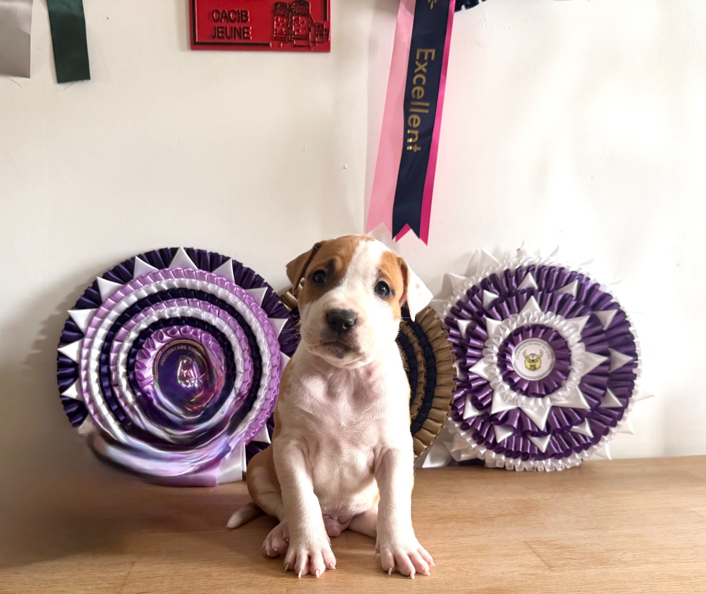 de Angel's of Carmine - Chiots disponibles - American Staffordshire Terrier