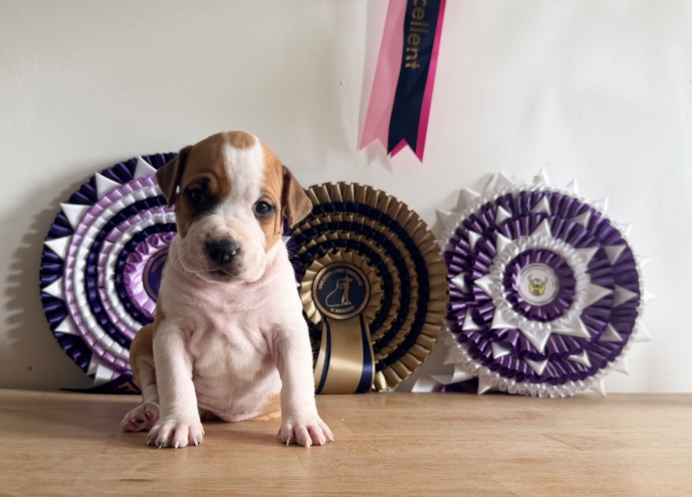 de Angel's of Carmine - Chiots disponibles - American Staffordshire Terrier
