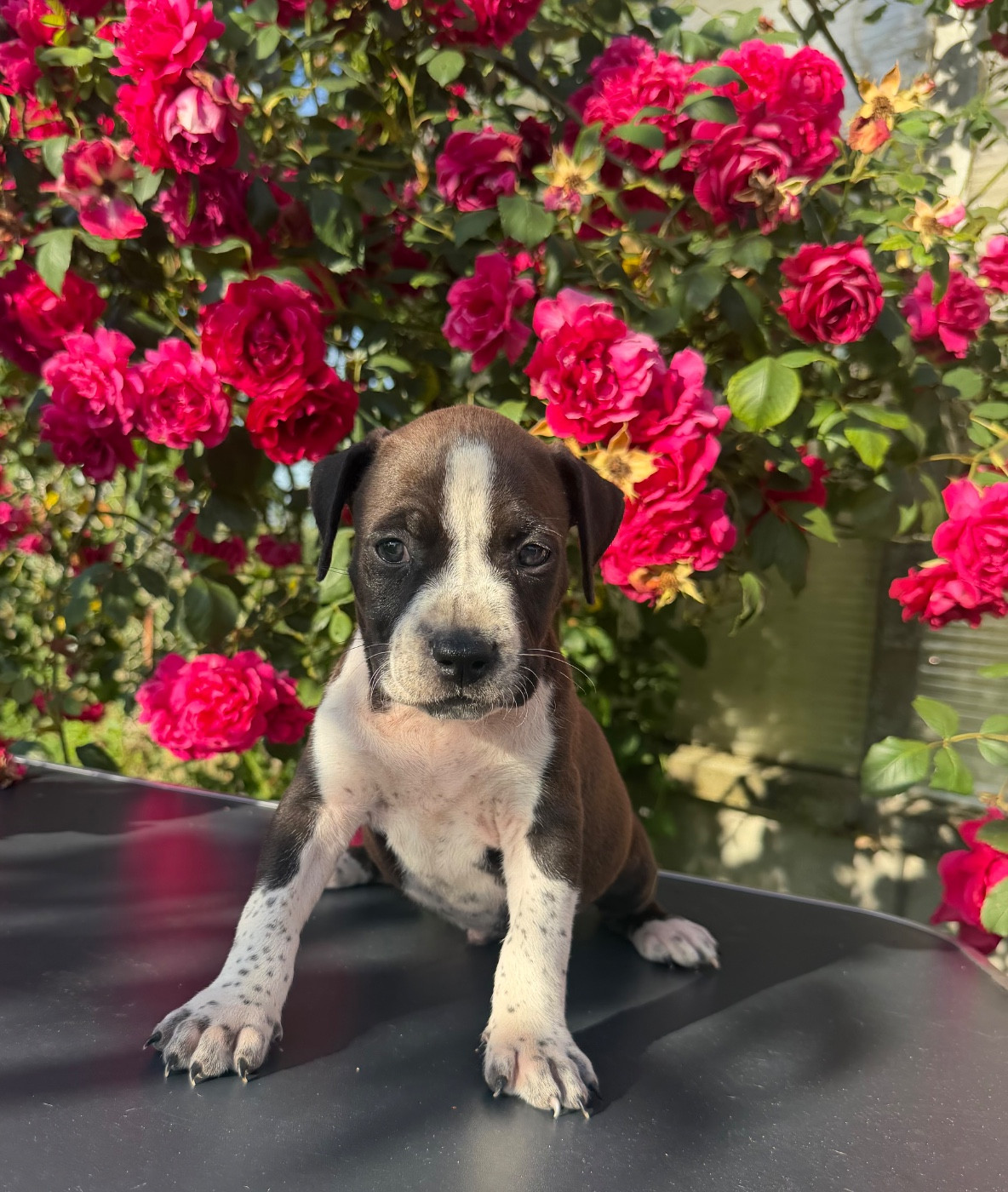 de Angel's of Carmine - Chiots disponibles - American Staffordshire Terrier