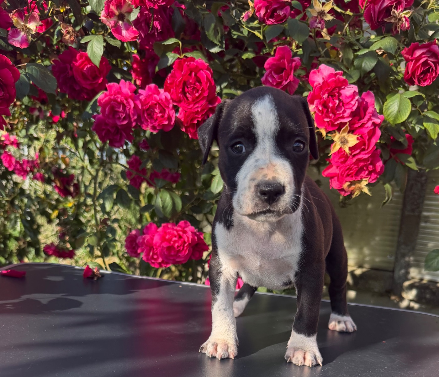 de Angel's of Carmine - Chiots disponibles - American Staffordshire Terrier