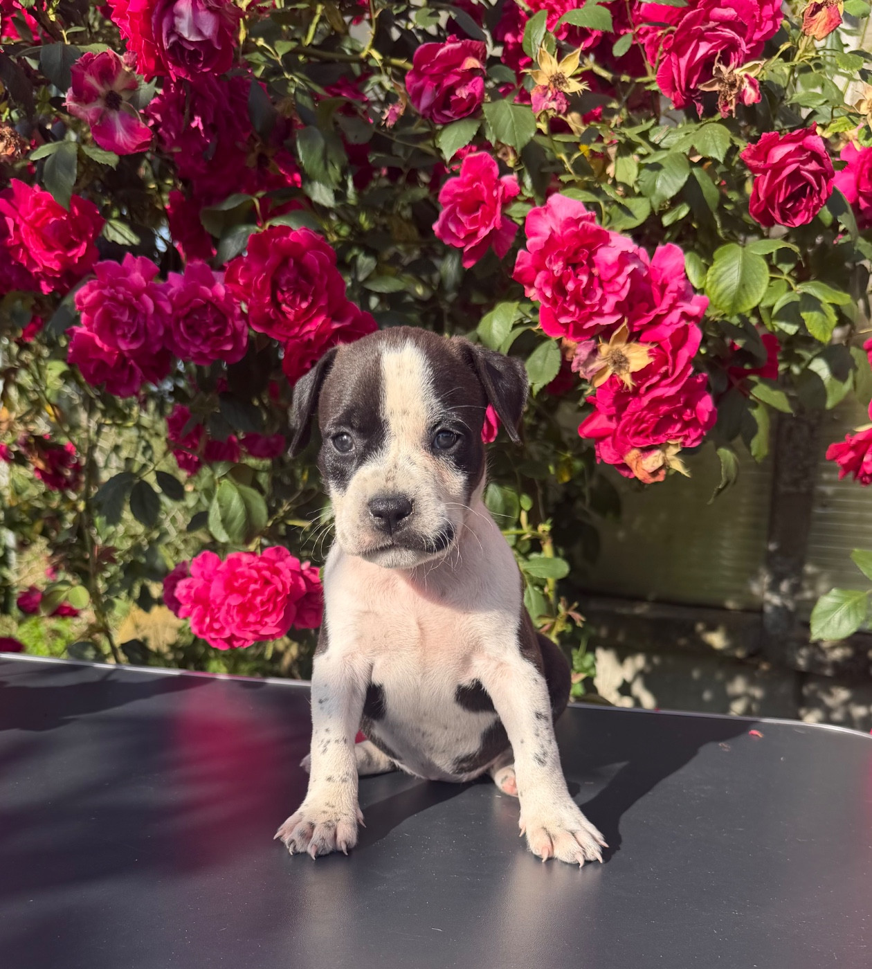 de Angel's of Carmine - Chiots disponibles - American Staffordshire Terrier