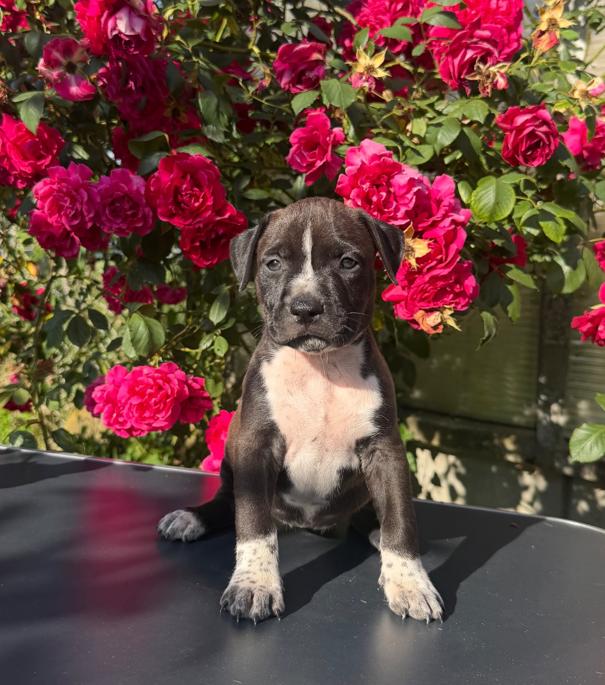 de Angel's of Carmine - Chiots disponibles - American Staffordshire Terrier