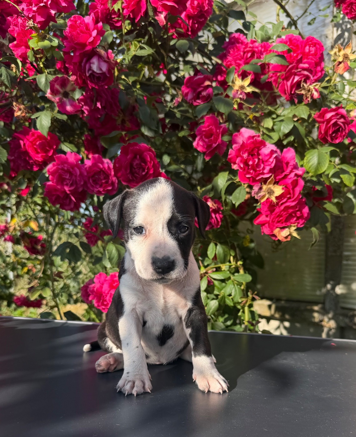 de Angel's of Carmine - Chiots disponibles - American Staffordshire Terrier