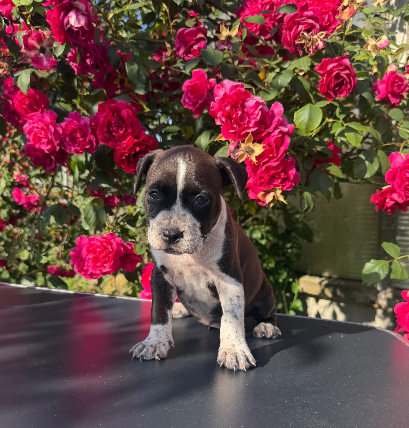 de Angel's of Carmine - Chiots disponibles - American Staffordshire Terrier