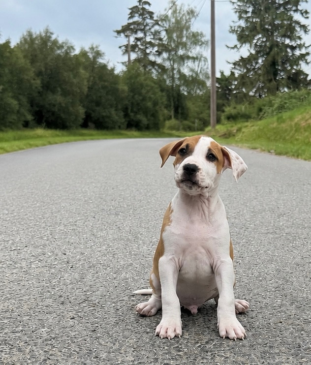 de Angel's of Carmine - Chiots disponibles - American Staffordshire Terrier
