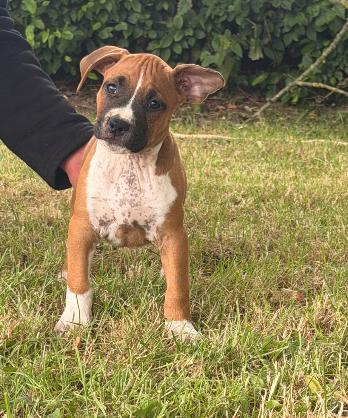 de Angel's of Carmine - Chiots disponibles - American Staffordshire Terrier
