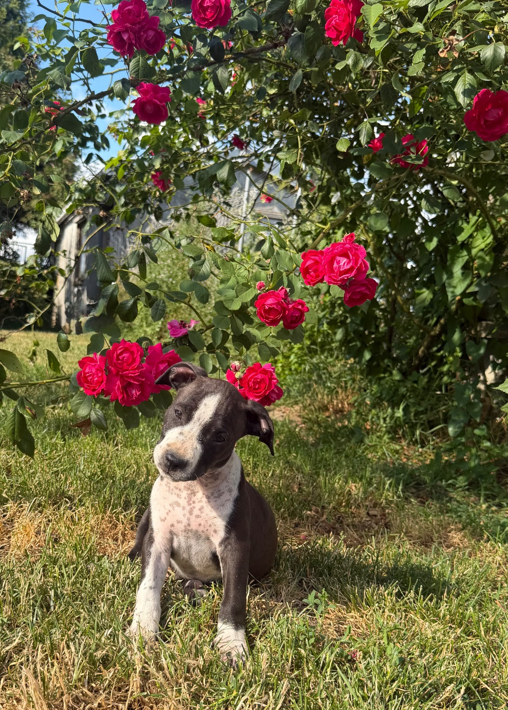 de Angel's of Carmine - Chiots disponibles - American Staffordshire Terrier