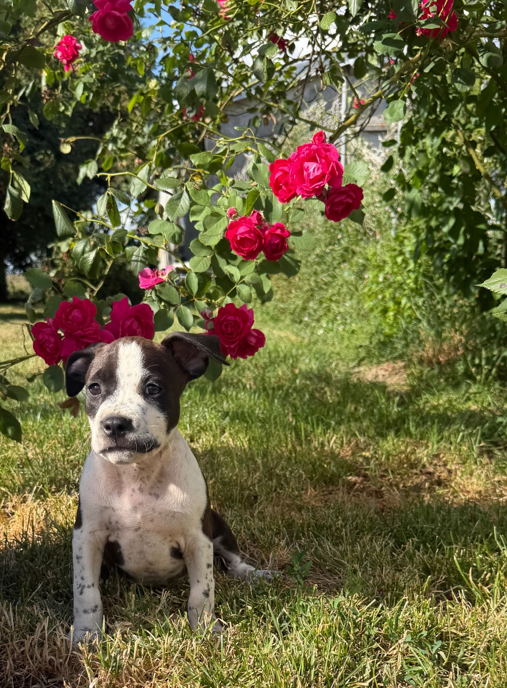 de Angel's of Carmine - Chiots disponibles - American Staffordshire Terrier