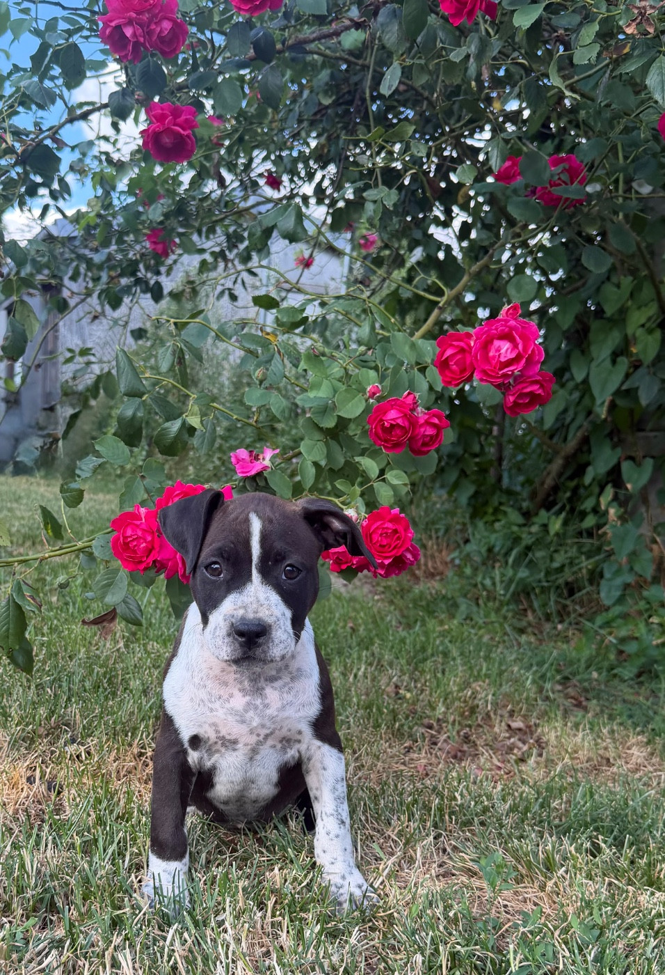 de Angel's of Carmine - Chiots disponibles - American Staffordshire Terrier