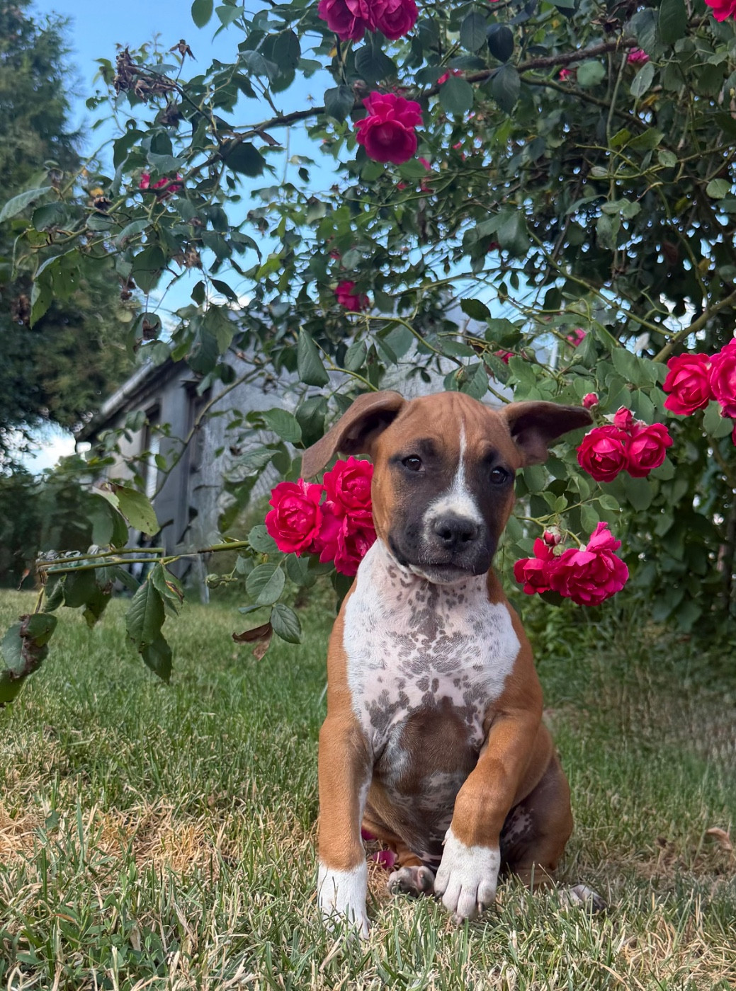 de Angel's of Carmine - Chiots disponibles - American Staffordshire Terrier