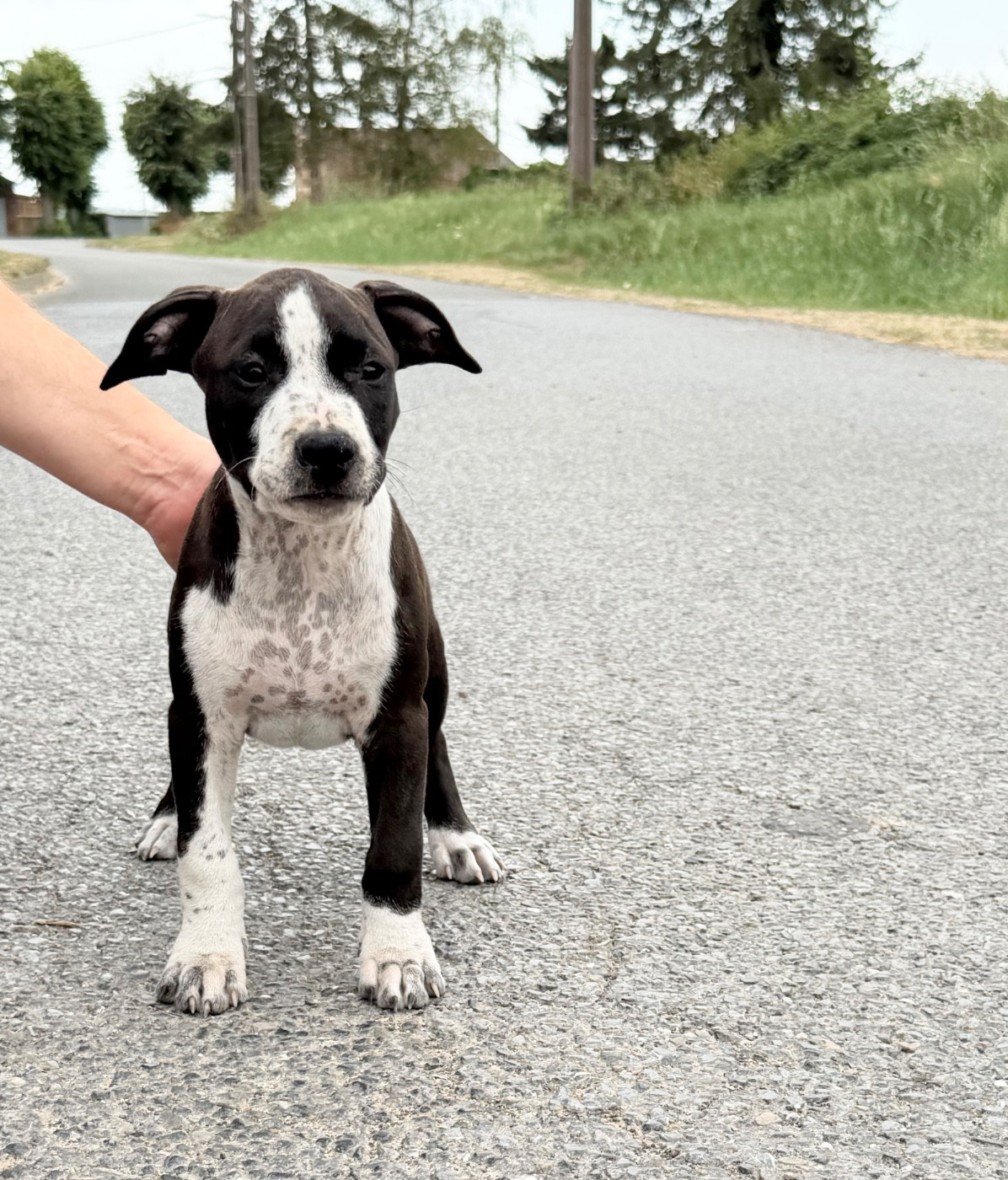 de Angel's of Carmine - Chiots disponibles - American Staffordshire Terrier