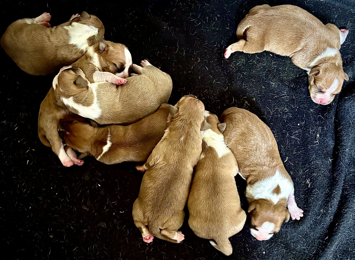 Chiot American Staffordshire Terrier de Angel's of Carmine