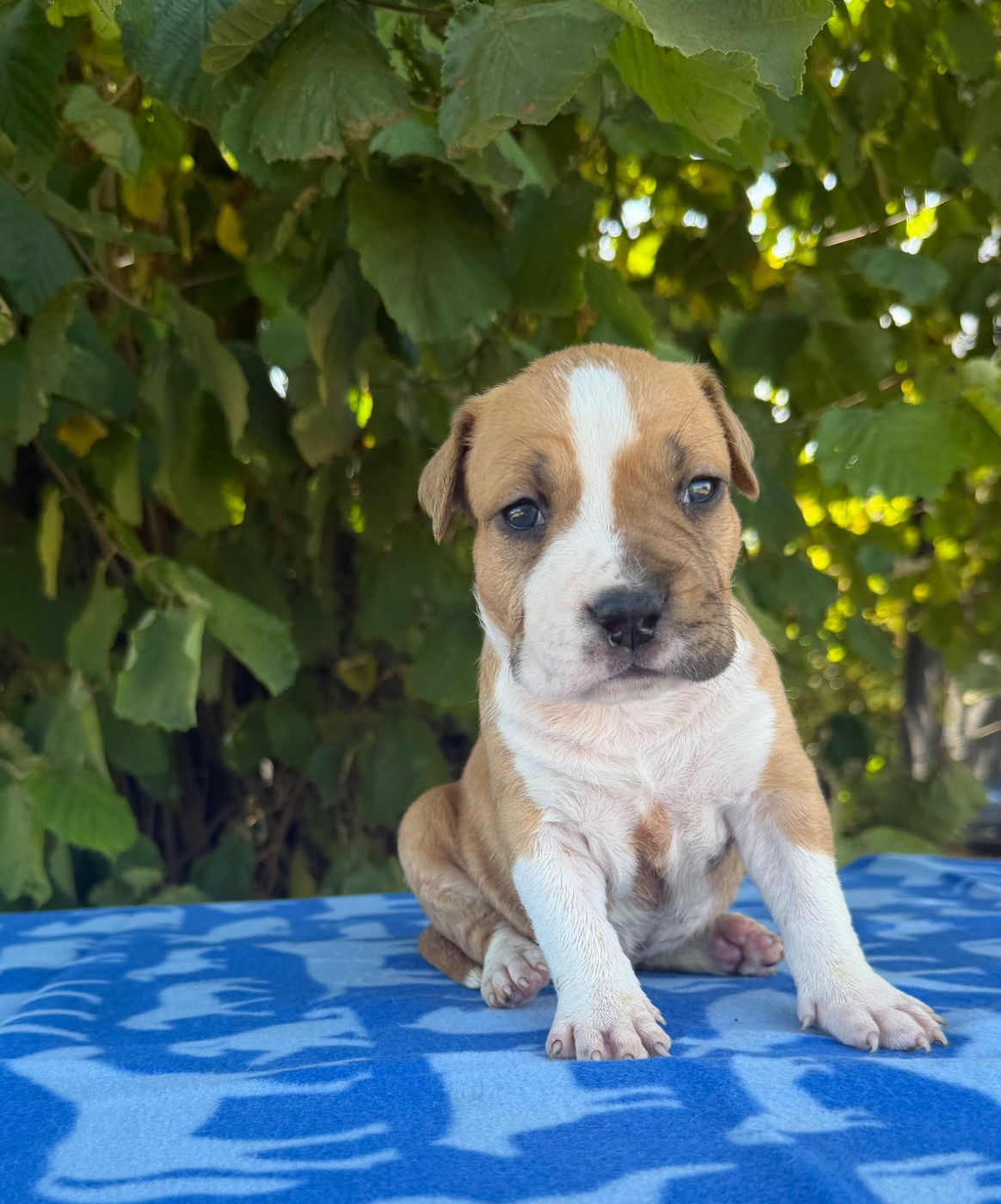de Angel's of Carmine - Chiots disponibles - American Staffordshire Terrier