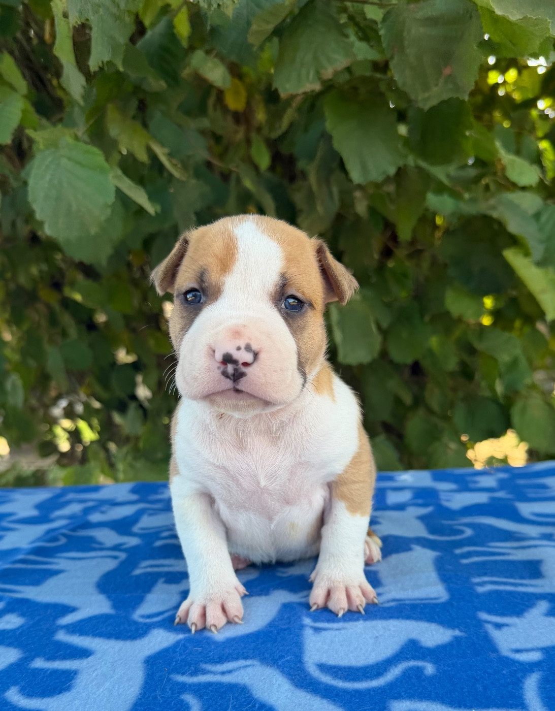 de Angel's of Carmine - Chiots disponibles - American Staffordshire Terrier