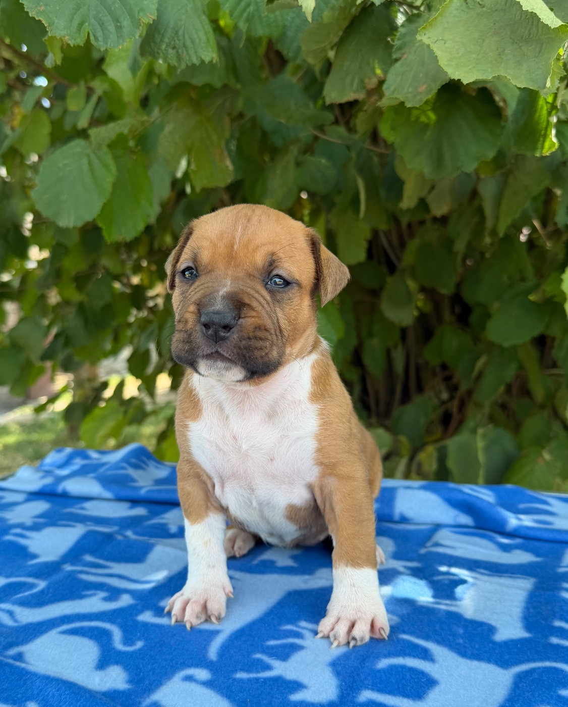 de Angel's of Carmine - Chiots disponibles - American Staffordshire Terrier