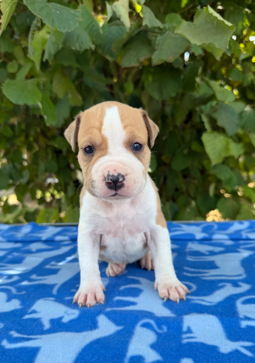 de Angel's of Carmine - Chiots disponibles - American Staffordshire Terrier