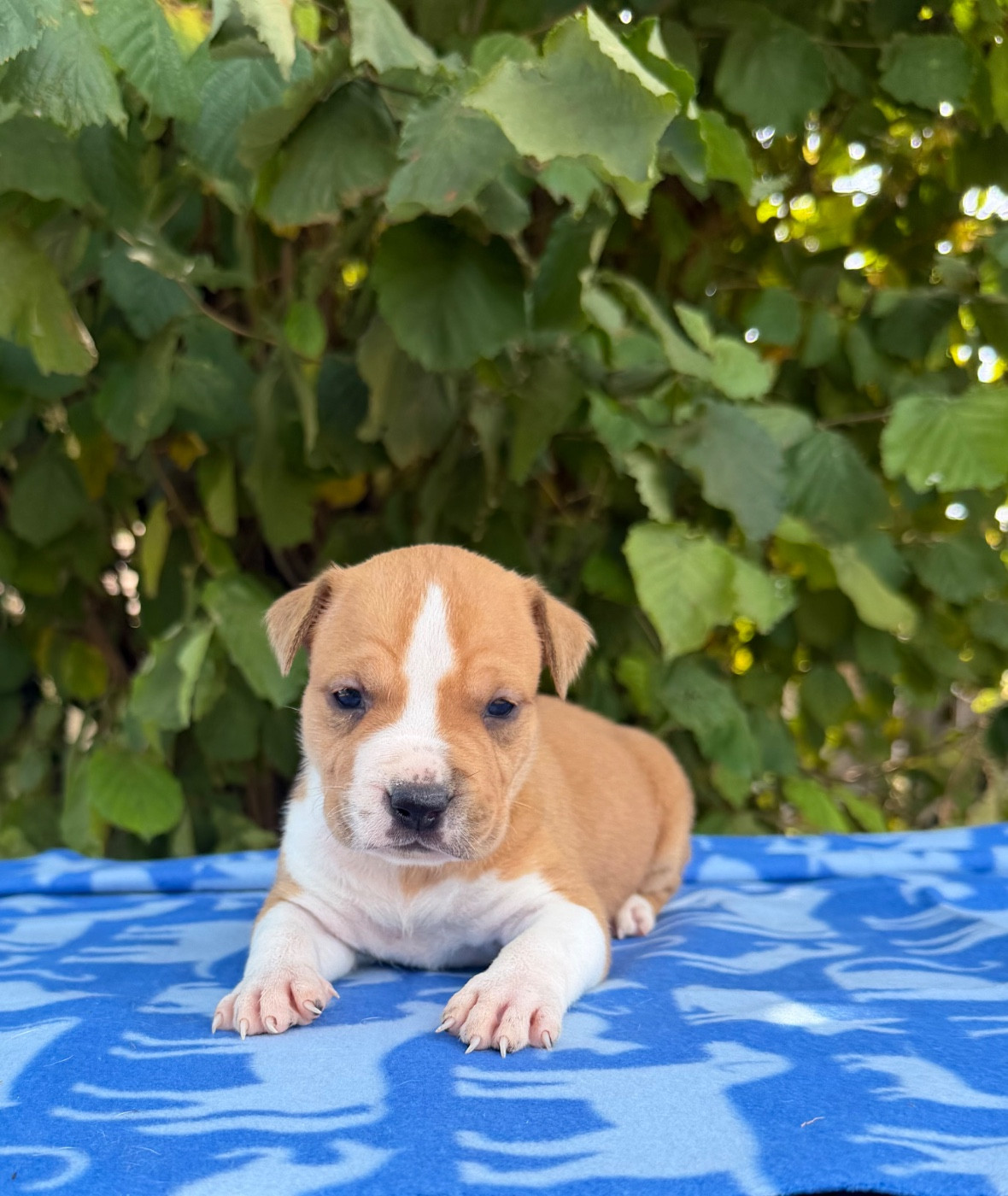 de Angel's of Carmine - Chiots disponibles - American Staffordshire Terrier