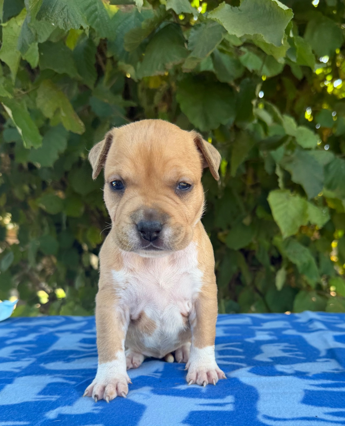 de Angel's of Carmine - Chiots disponibles - American Staffordshire Terrier