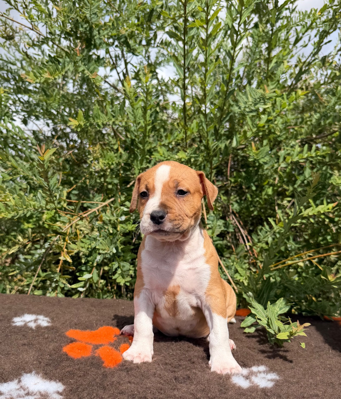 de Angel's of Carmine - Chiots disponibles - American Staffordshire Terrier