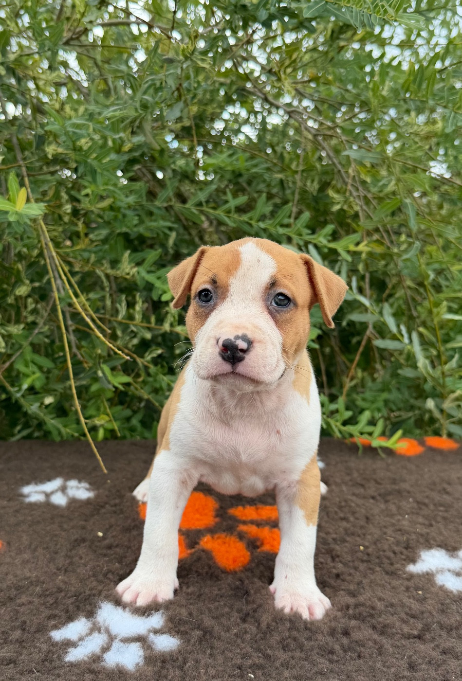 de Angel's of Carmine - Chiots disponibles - American Staffordshire Terrier