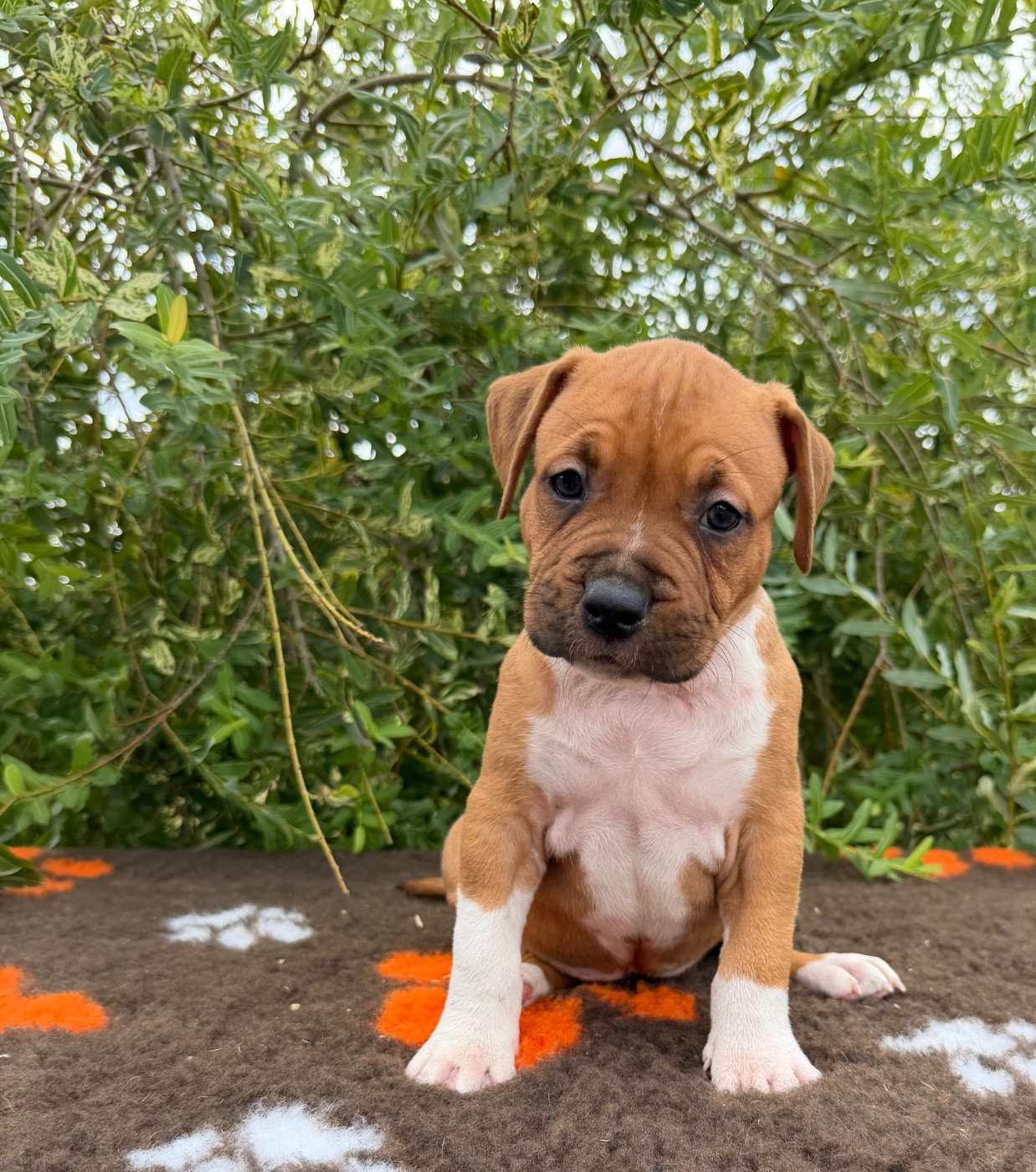 de Angel's of Carmine - Chiots disponibles - American Staffordshire Terrier