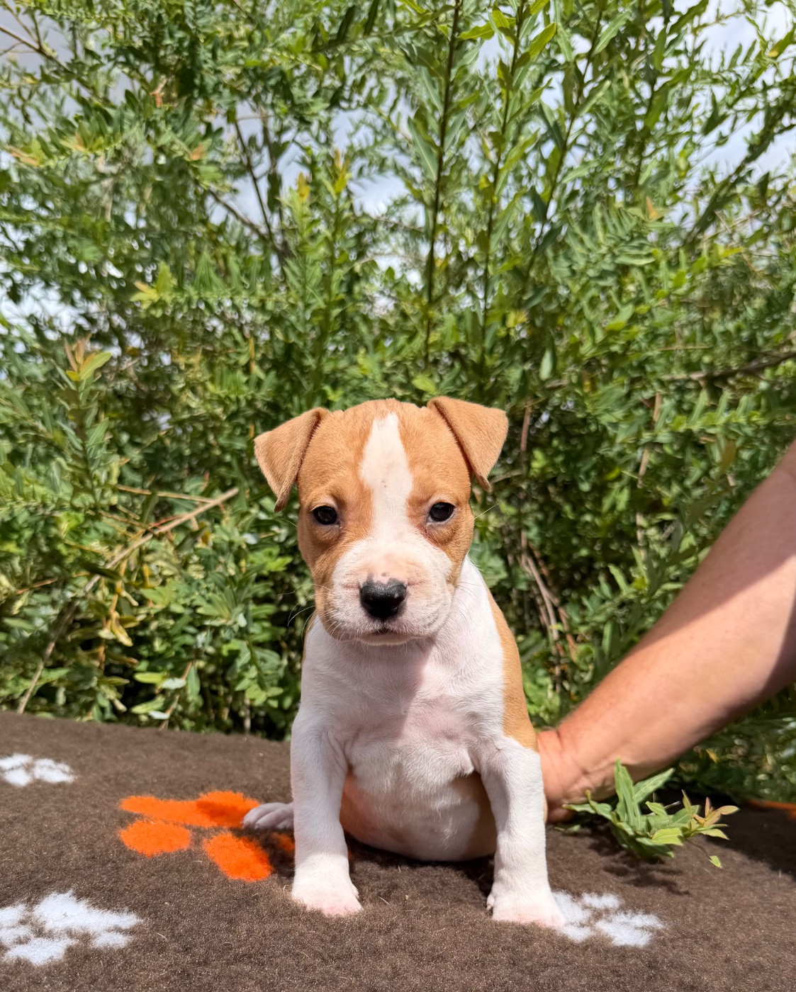 de Angel's of Carmine - Chiots disponibles - American Staffordshire Terrier