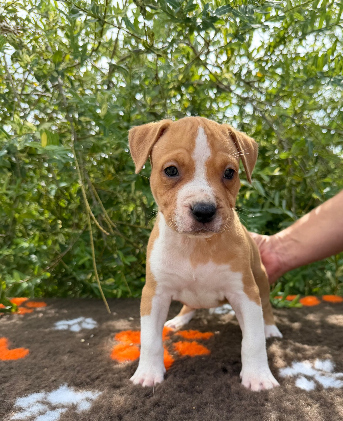 de Angel's of Carmine - Chiots disponibles - American Staffordshire Terrier