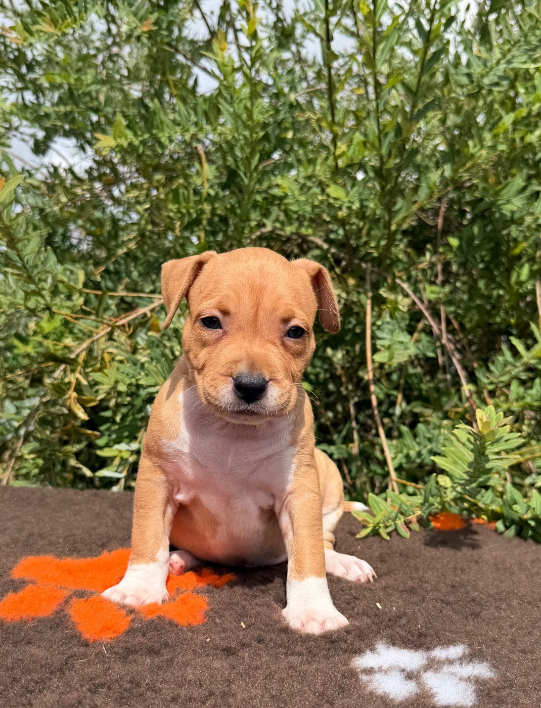 de Angel's of Carmine - Chiots disponibles - American Staffordshire Terrier