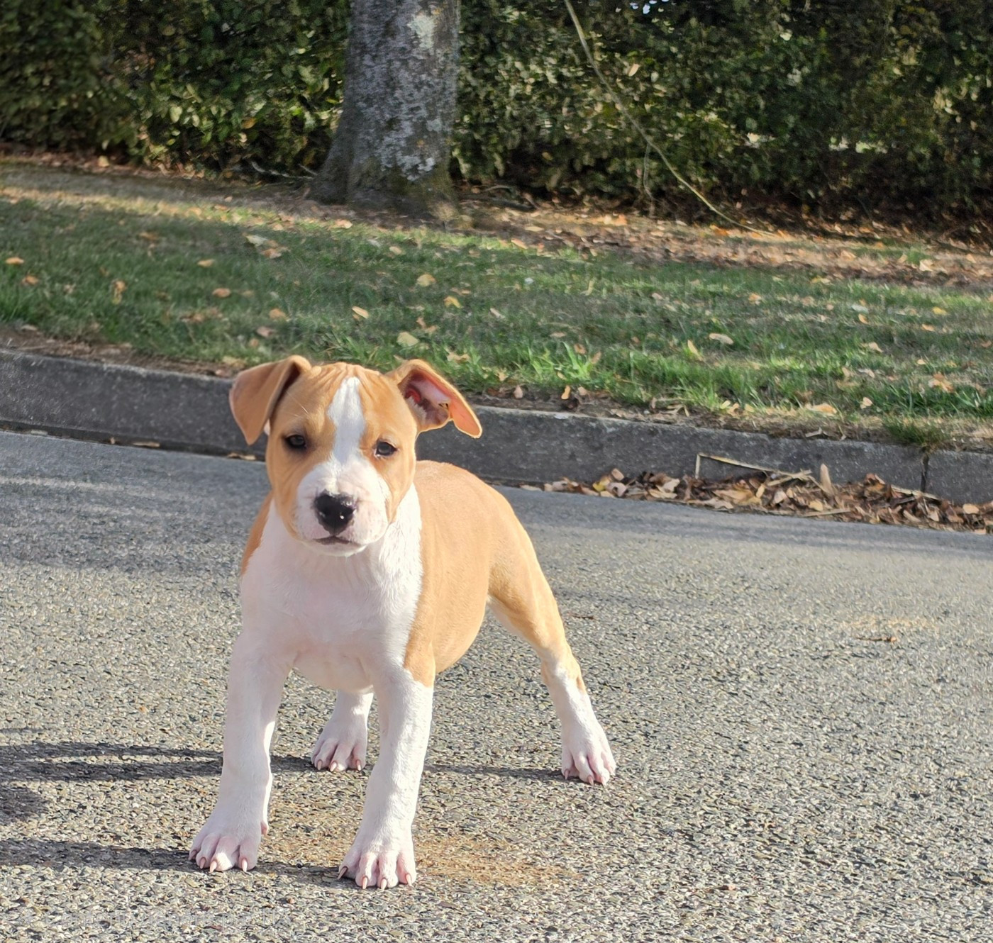 de Angel's of Carmine - Chiots disponibles - American Staffordshire Terrier