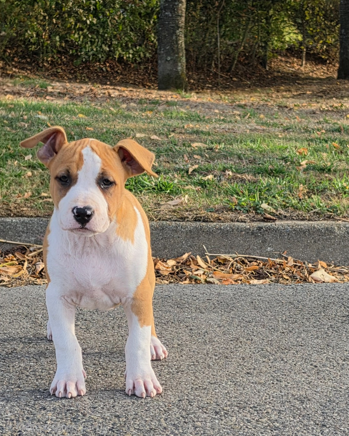 de Angel's of Carmine - Chiots disponibles - American Staffordshire Terrier
