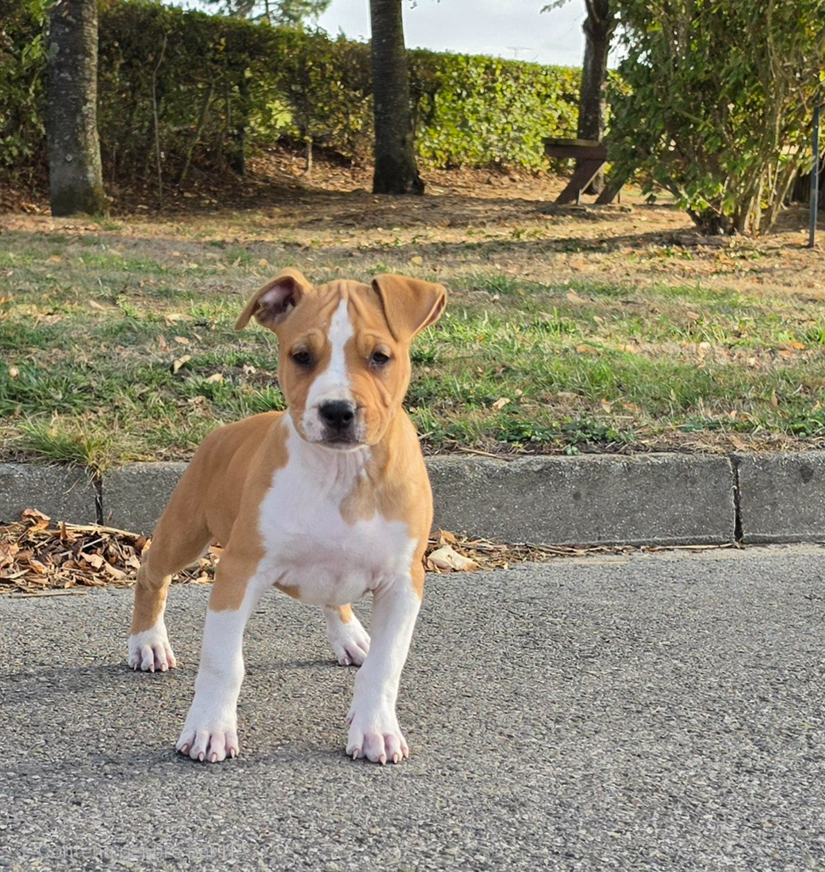 de Angel's of Carmine - Chiots disponibles - American Staffordshire Terrier