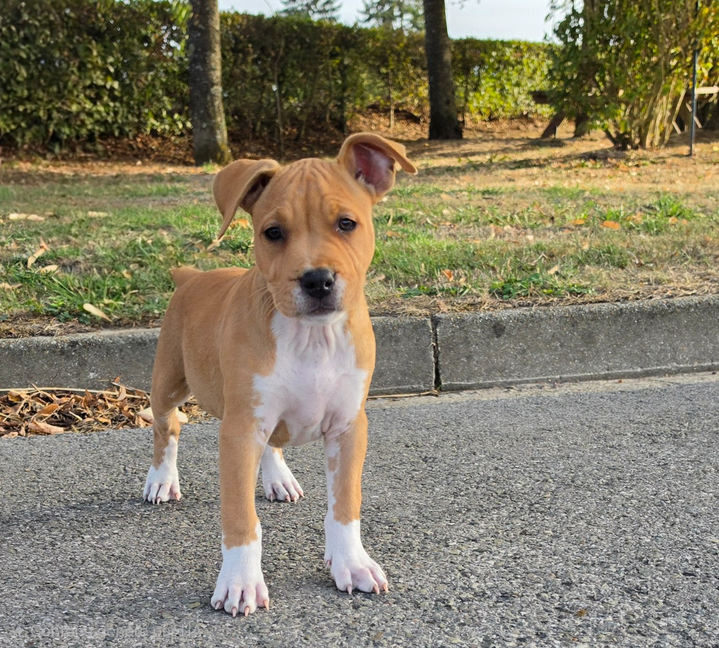 de Angel's of Carmine - Chiots disponibles - American Staffordshire Terrier
