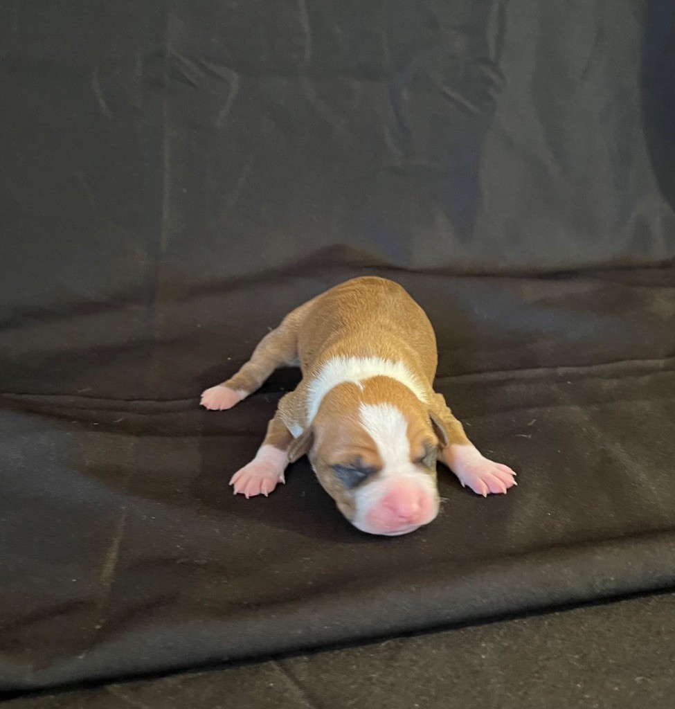 de Angel's of Carmine - Chiots disponibles - American Staffordshire Terrier