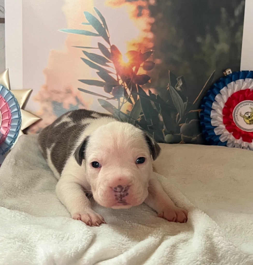 de Angel's of Carmine - Chiots disponibles - American Staffordshire Terrier