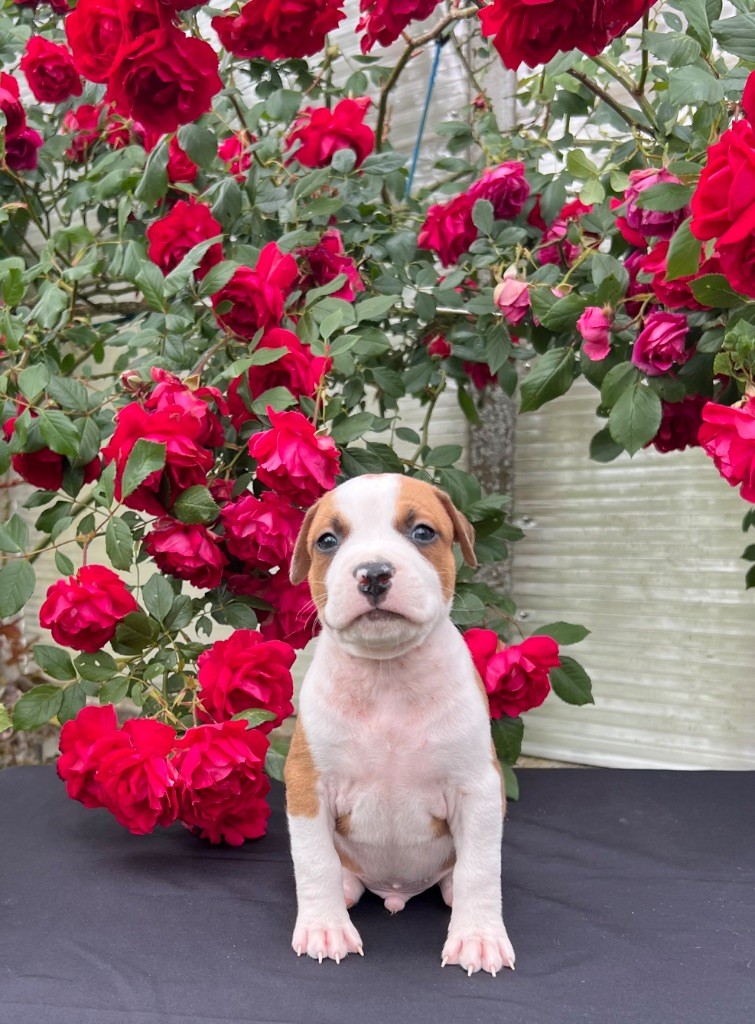 de Angel's of Carmine - Chiots disponibles - American Staffordshire Terrier