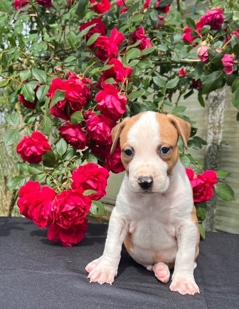 de Angel's of Carmine - Chiots disponibles - American Staffordshire Terrier