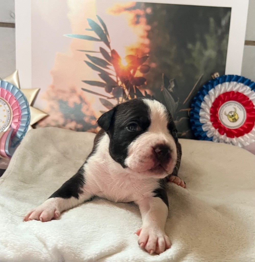 de Angel's of Carmine - Chiots disponibles - American Staffordshire Terrier