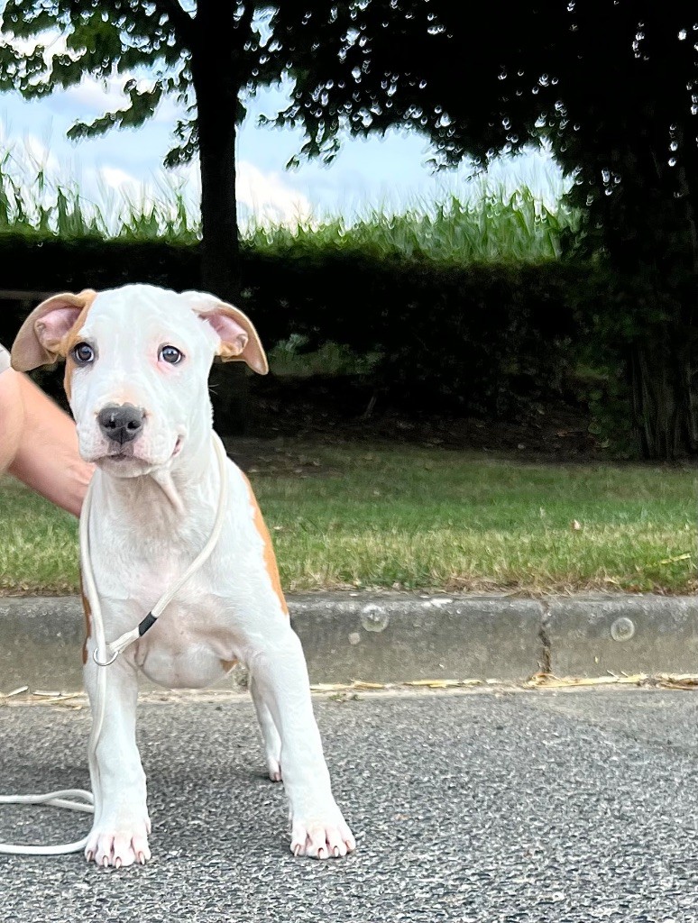 de Angel's of Carmine - Chiots disponibles - American Staffordshire Terrier