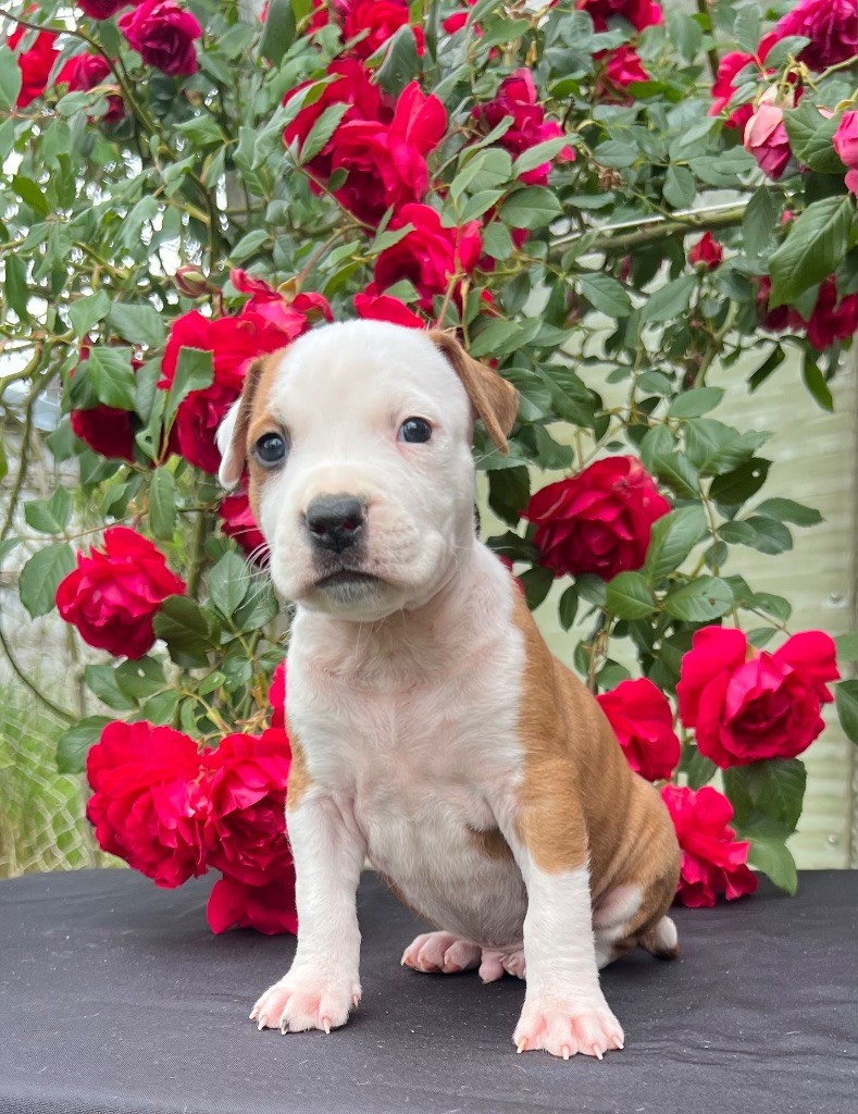 de Angel's of Carmine - Chiots disponibles - American Staffordshire Terrier
