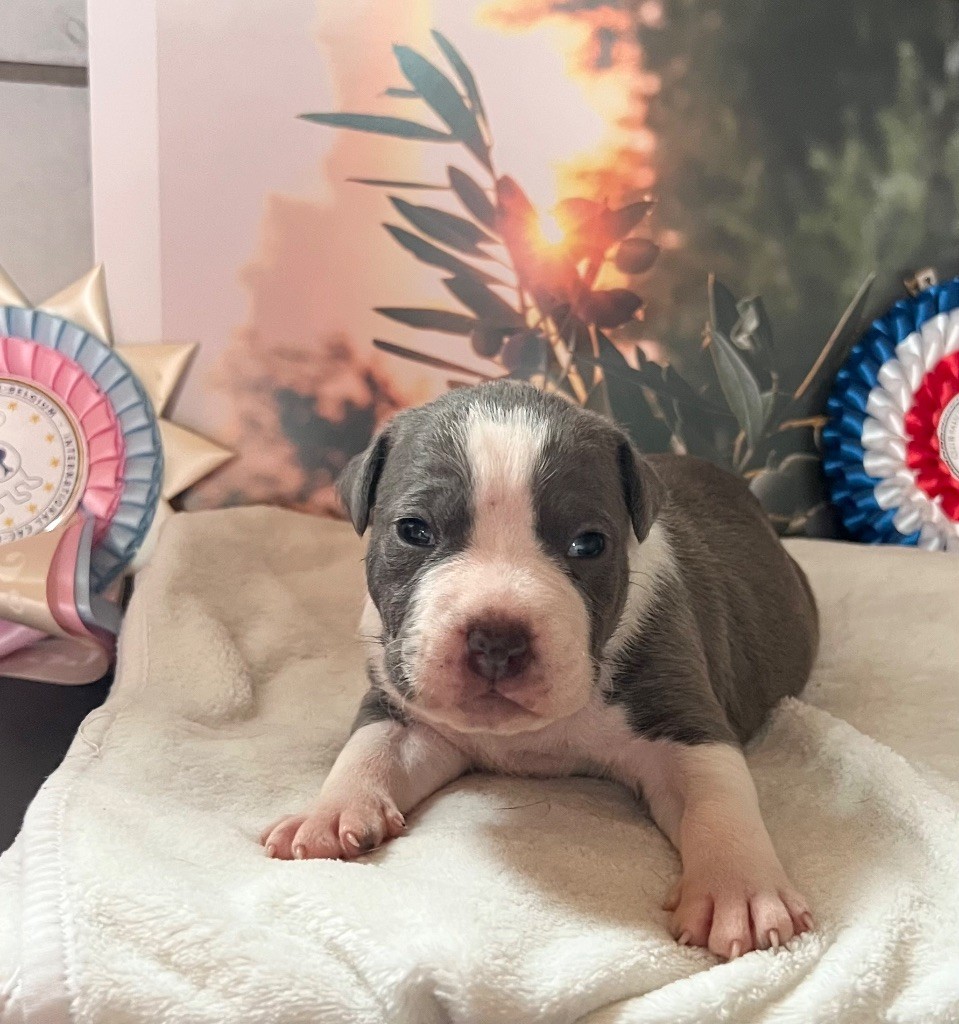 de Angel's of Carmine - Chiots disponibles - American Staffordshire Terrier
