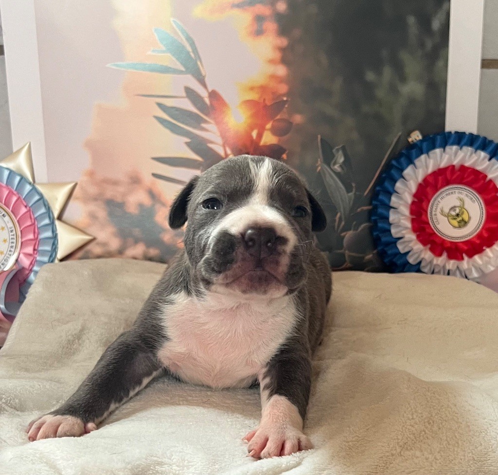 de Angel's of Carmine - Chiots disponibles - American Staffordshire Terrier