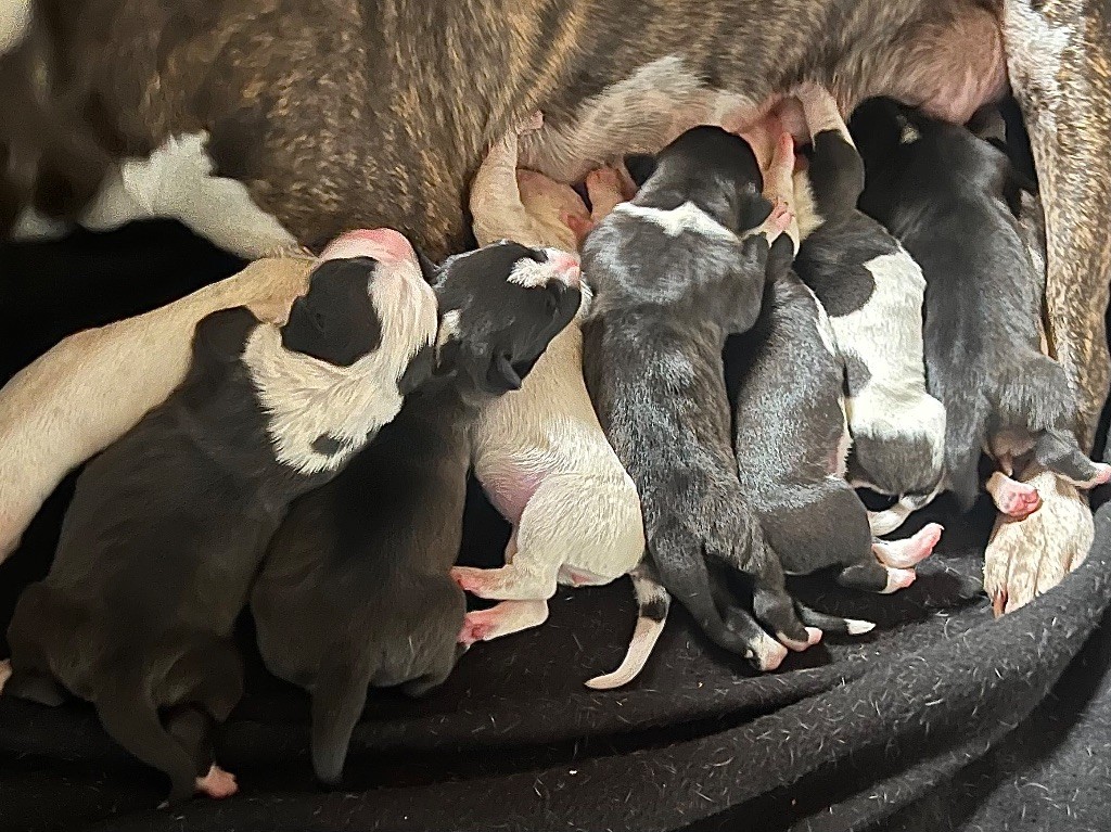 Chiot American Staffordshire Terrier de Angel's of Carmine