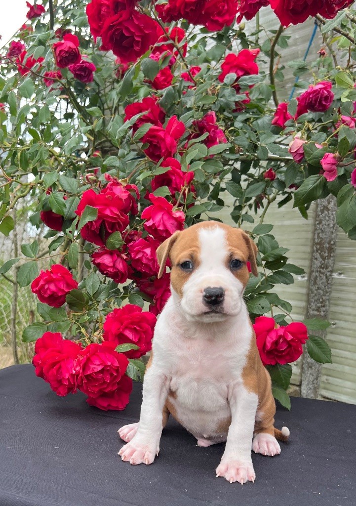 de Angel's of Carmine - Chiots disponibles - American Staffordshire Terrier