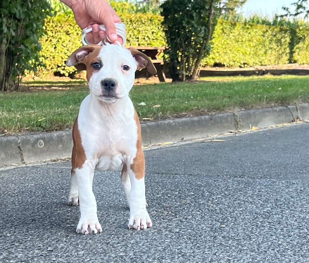 de Angel's of Carmine - Chiots disponibles - American Staffordshire Terrier