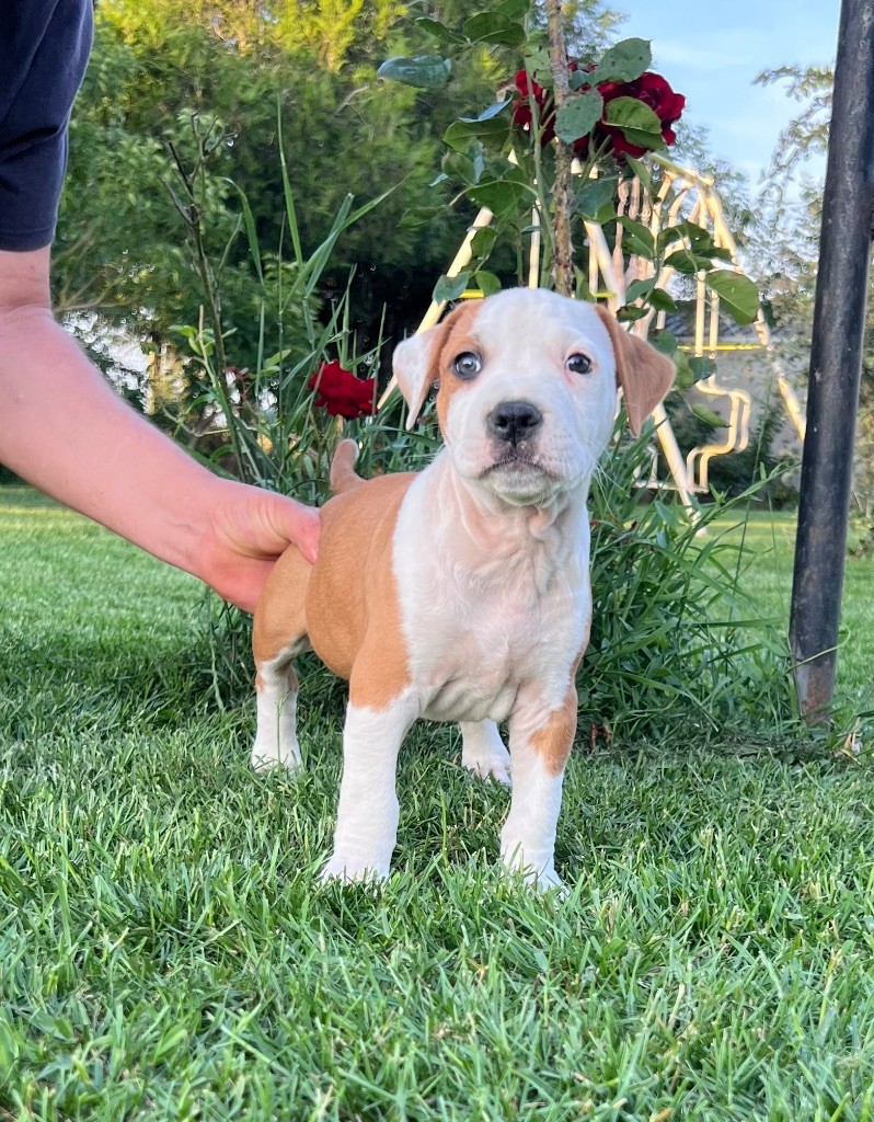de Angel's of Carmine - Chiots disponibles - American Staffordshire Terrier
