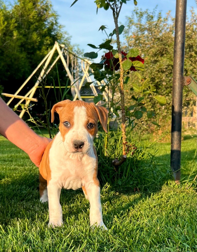 de Angel's of Carmine - Chiots disponibles - American Staffordshire Terrier