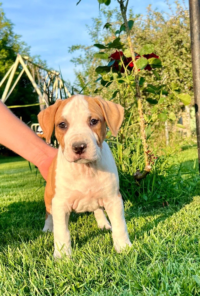 de Angel's of Carmine - Chiots disponibles - American Staffordshire Terrier