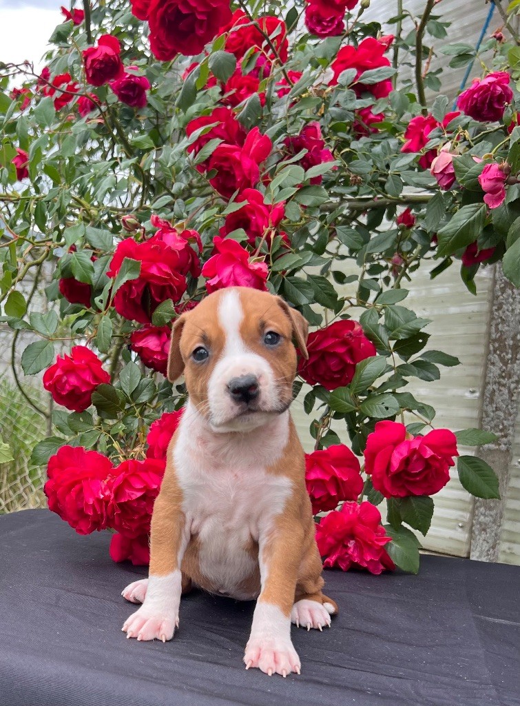 de Angel's of Carmine - Chiots disponibles - American Staffordshire Terrier
